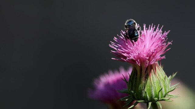A close view shows a mason bee (Osmia sp.) actively pollinating a Himalayan thornless thistle (Jurinea heteromalla) flower in a spring garden of Himachal Pradesh, India.
