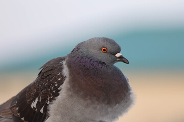 close up of a pigeon