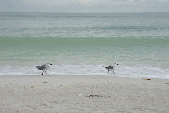 Two Seagulls Strolling on the Sandy Beach Beside the Gentle Turquoise Ocean Waters Treasure Island, Florida. Calmly along a sandy beach as soft waves meet the shoreline in a serene coastal scene.

