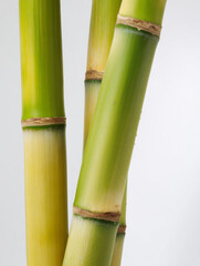 Obraz premium bamboo stalks on an isolated background
