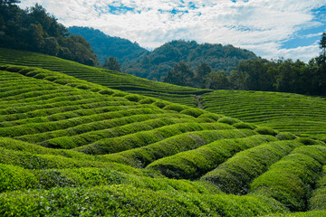 Beautiful green tea garden scenery