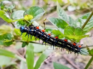 caterpillar on a leaf