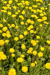 Beautiful yellow dandelions on a green meadow on a sunny spring day. It is snowing in fine flakes