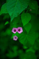 Delicate purple morning glory on the vine