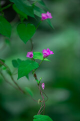 Delicate purple morning glory on the vine