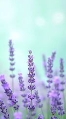 Obraz premium A vibrant cluster of lavender flowers in full bloom, showcasing their rich purple hues and delicate petals, surrounded by lush green foliage in a sunny garden.