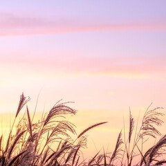 Fototapeta premium Lush, tall grass sways gently in the foreground, catching the sunlight and creating a vibrant green backdrop against a clear blue sky.