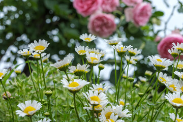 春の庭に咲くマーガレットとピンクの薔薇