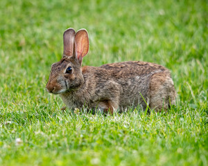 Wild bunny in a grassy field.
