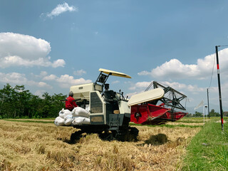Obraz premium A modern combine harvester processes rice in a dry, golden field under a bright blue sky, with a worker and bags of harvested crops. Depicts efficient agricultural labor.