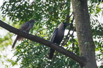 An Asian Koel (Eudynamys scolopaceus) chick being raised as a parasitic brood by a House Crow...