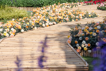 Long bamboo wood pavement with multicolored rose flower field in the side outdoor natural garden background