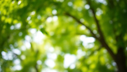 Blurred foliage with soft bokeh lights creating a serene and peaceful natural backdrop.