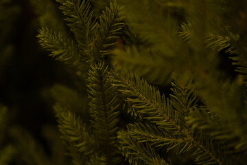 christmas tree background leaves