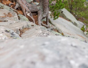 Rugged mountain terrain with weathered rocks, ancient tree roots, and vibrant green pine needles, evoking wild nature's resilience.