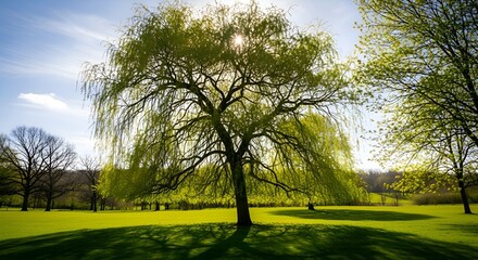 Sunlit willow tree casts shadows on bright green lawn, a peaceful nature scene perfect for summer promotions