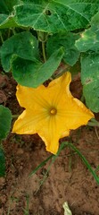 Pumpkin flower blooming in an agricultural field