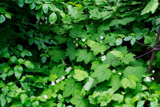 Dogwood Leaf And Flower Calaveras Big Trees State Park