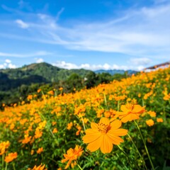 Obraz premium Vibrant orange flowers in a field against mountains and a blue sky