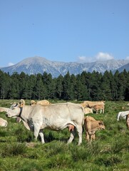 cow in the mountains