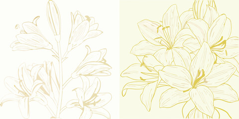 Delicate line art illustration of elegant white lilies on a soft cream background