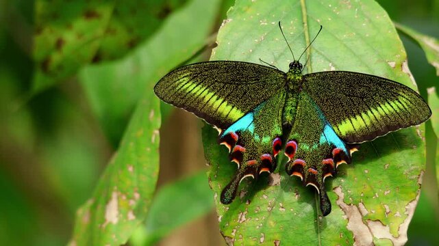 Freshly emerged woolly branded peacock butterfly closeup. A closeup shot of a Woolly-branded Peacock (Papilio polyctor) butterfly perched on a green leaf in Himachal Pradesh, India, during summer.