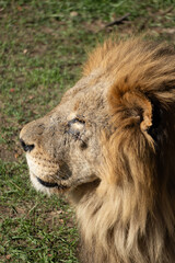Lion Close-up Portrait Wild Africa