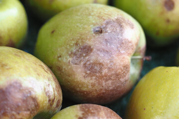 Brown spots on green apples collected in a basket
