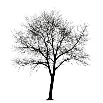Tree with no leaves is depicted in black and white