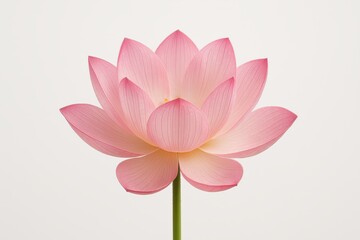 Delicate pink lotus blossom isolated on pure white minimalist background botanical macro with dewy petals serene zen wellness concept