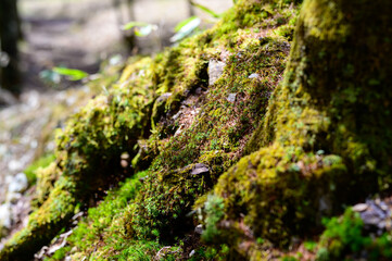 山道にある苔の生えた樹木