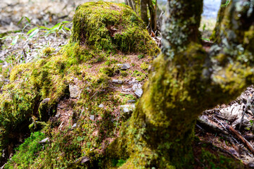 山道にある苔の生えた樹木