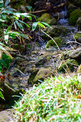 苔のある小川