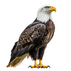 Obraz premium Large eagle is standing on transparent background