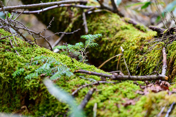 山道にある苔の生えた樹木