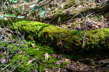 山道にある苔の生えた樹木