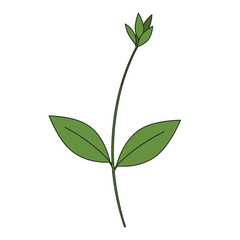 Fototapeta premium Illustration of a green plant with leaves and buds on a white background.