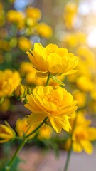 Vibrant yellow flowers in a sunlit garden, showcasing delicate petals and a soft bokeh background.