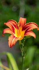 Obraz premium Vibrant orange-red lily in garden