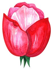 Watercolor depiction of a vibrant red and pink tulip bud