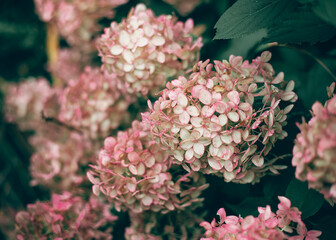 Bush of blooming pink and white hydrangea