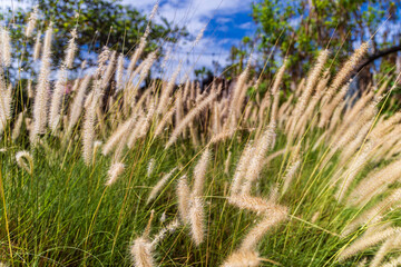 pasto largo silvestre campo verano 