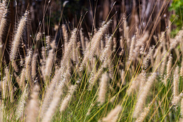 pasto largo silvestre campo verano 