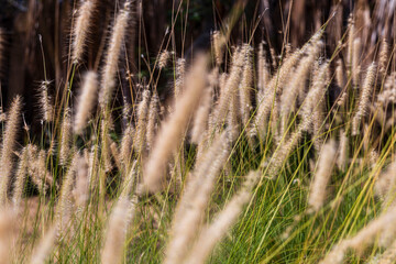 pasto largo silvestre campo verano 