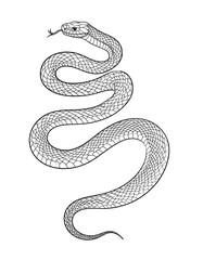 Fototapeta premium A detailed line drawing of a snake, exhibiting intricate scales and a graceful, winding posture, presented against a plain white background.