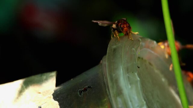 A closeup video shows a swarm of Asian hornets (Vespa velutina) feeding on a discarded plastic box in garbage during the monsoon season in Mandi, Himachal Pradesh, India.