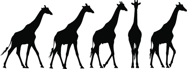 Five giraffes in walking and standing poses, African wildlife silhouettes, black wild animal vector art, flat vector illustration on white background ©  creative rabbi