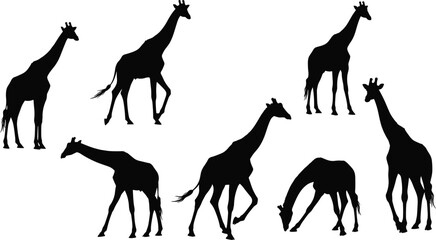 Six giraffes in various poses, standing, walking, bending, wildlife silhouettes, African animal vector set, black flat vector illustration