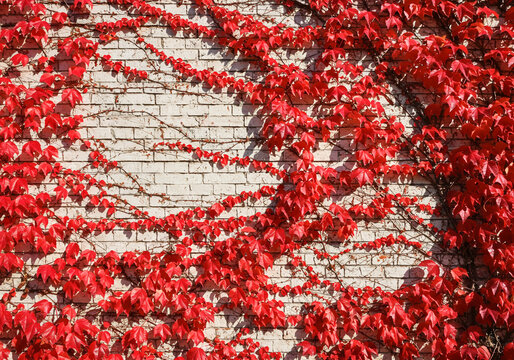 Vibrant red ivy leaves climbing a textured white brick wall, creating a stunning autumnal display