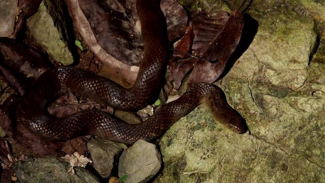 A high-angle close-up captures a checkered keelback (Fowlea piscator) resting under sunlight in a lush monsoon setting in Himachal Pradesh, India.